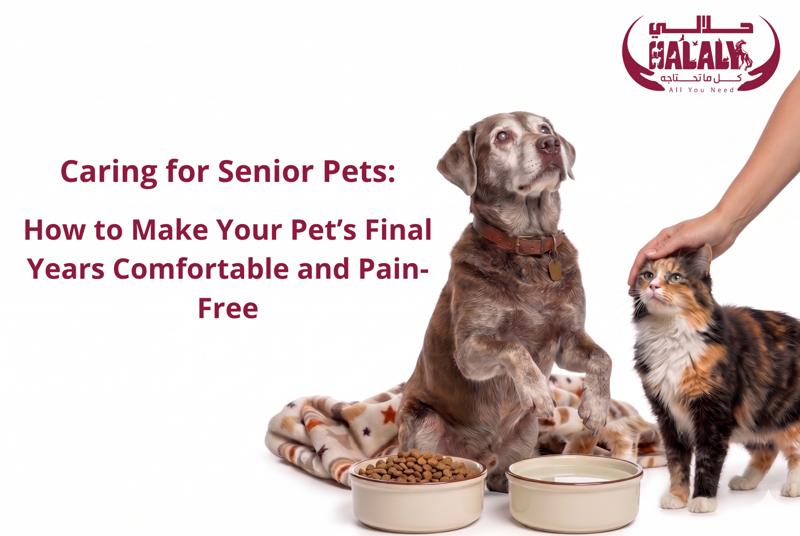 Caring for Senior Pets: How to Make Your Pet’s Final Years Comfortable and Pain-Free